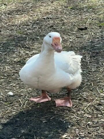 The video shows a single, white goose standing on a patch of bare earth interspersed with dry grass. The goose faces the camera directly, its body plump and its neck upright. The goose vocalizes, producing a honking sound. The lighting suggests an outdoor setting with sunlight casting a shadow beneath the goose. The background is blurred, indicating a shallow depth of field.