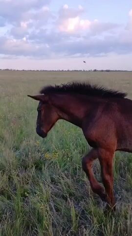 A brown horse walks through a grassy field under a cloudy sky. The horse is facing left and its mane is blowing in the wind. The field is green and tall with some small yellow flowers visible. The sky is light blue with some white and grey clouds. The sun appears to be setting.