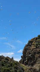 Seagulls fill blue skies over Fethiye, Turkey hillside