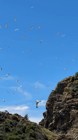 Seagulls fill blue skies over Fethiye, Turkey hillside
