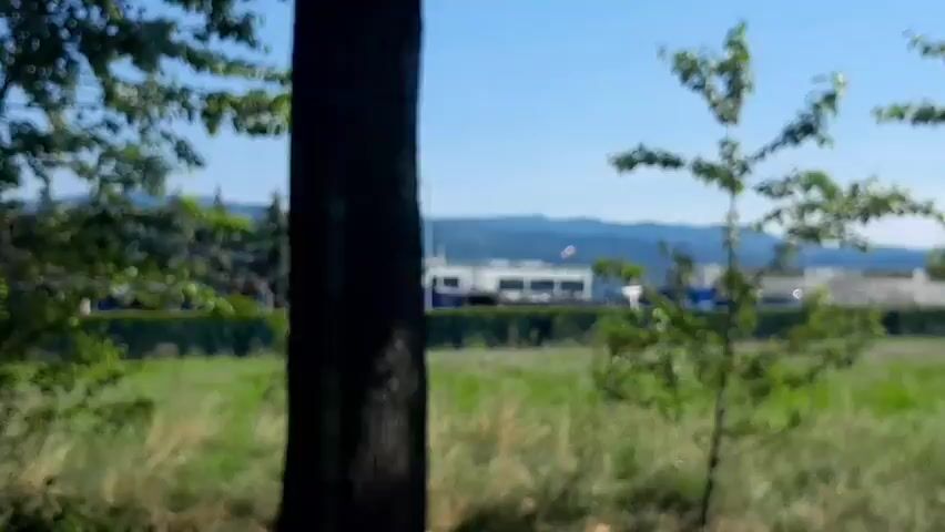 The video shows a blurred outdoor scene on a sunny day. In the foreground, there are tree trunks and foliage. In the middle ground, there is a grassy field with a large rock or animal in it. In the background, there is a row of evergreen trees, a building, and a mountainous landscape under a blue sky. The camera appears to be moving, as indicated by the slight changes in perspective between frames. There are no discernible actions or interactions occurring.