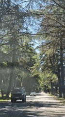 Vehicle drives through tree-lined road in Achadara, Abkhazia