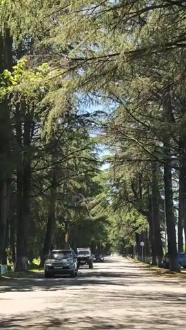 The video shows a first-person perspective from inside a vehicle driving along a road lined with very tall coniferous trees, forming a dense green canopy overhead. The road is paved and appears to be a single lane in each direction, with a white solid line separating the lanes. Sunlight filters through the tree branches, creating dappled shadows on the asphalt.

At the beginning of the video, a dark SUV is parked on the left side of the road. Ahead of the camera's vehicle, a dark-colored SUV (possibly a Jeep) is driving. As the vehicle moves forward, it passes the parked SUV, and a dark sedan is seen driving further down the road. The trees continue to line the road as far as the eye can see, creating a picturesque, tunnel-like effect. The sky is bright blue and clear, indicating a sunny day. The scene suggests a pleasant drive through a shaded avenue in Achadara, Abkhazia. Music is playing in the background.