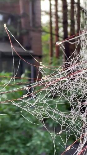 Dew-covered webs and blooms in a Russian garden