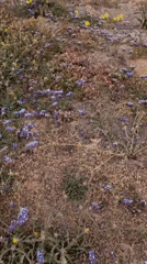 Wildflowers and waves captured at Herzliya beach