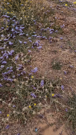 Wildflowers and waves captured at Herzliya beach