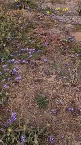 Wildflowers and waves captured at Herzliya beach