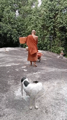 Monk on a rock tends to a dog with a red cloth