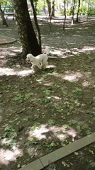 Park walks, garden greenery, and a busy construction zone