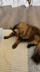 Lazy morning with a fluffy tabby in a Kyiv apartment