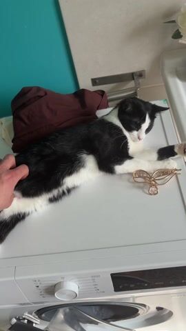 A hand pets a black and white cat resting on top of a white washing machine. The cat is lying on its side, with one paw resting on a gold butterfly hair clip. The hand gently strokes the cat's side. The cat initially keeps its eyes closed but eventually opens them and looks directly at the camera. Behind the washing machine is a teal-colored wall and a white countertop with a vase of flowers. A pile of dark red clothing is visible next to the cat. The washing machine has a silver control panel with buttons and a clear door.