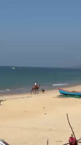 A sunny day at the beach. A light brown camel with a passenger rides along the shore. A person walks alongside the camel. In the foreground, a blue and orange boat sits on the sand. Gentle waves roll in from the calm blue ocean. A light haze covers the far side of the bay.