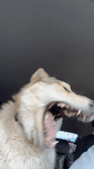 Husky dog rides shotgun in car in Chaikovsky, Russia