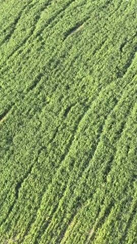 The video presents an aerial view of a vibrant green agricultural field in Yeşilhisar, Turkey, under clear daylight. The field is characterized by numerous parallel rows of dense green crops, possibly young grass or a cereal crop, which appear to undulate slightly across the landscape. Interspersed between these green rows are narrower, lighter brown or tan strips, resembling paths or areas of less dense vegetation. The perspective is from above, looking down at the field, which seems to have a gentle slope. The lighting indicates it is daytime, with shadows suggesting a sunny or partly cloudy day. No people or specific activities are visible within the frame. The audio contains faint human speech in the background.