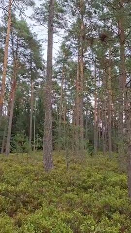 The video shows a forest scene with tall pine trees and a ground covered in green bushes. The camera pans slowly from left to right, offering a view of the forest floor and the tree trunks. The sky is overcast, and the lighting suggests it's daytime. There are no people or animals visible in the video, and no actions or interactions are depicted. The scene is static and peaceful.