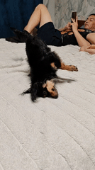 Small dog's bath time and play documented in Noviy