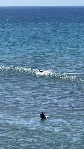The video shows an ocean scene with several surfers. Initially, one surfer is riding a wave, then falls. There are two other surfers in the water, one sitting on their board and another paddling. As the video progresses, two more surfers come into view. The ocean is blue and the sky is clear.