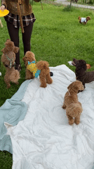 Dog owners gather for casual poodle meetup in park