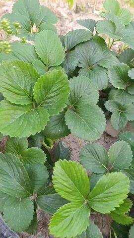 The video shows a close-up, handheld shot of several strawberry plants growing in the ground. The leaves are a vibrant green and appear healthy, with some plants showing developing flower stalks. The soil is visible around the plants, and the edges of what looks like a tire or black plastic border are present. The camera moves slowly, capturing the texture and detail of the leaves. There are no people or animals visible in the video. The lighting suggests an outdoor environment, likely during daylight hours.