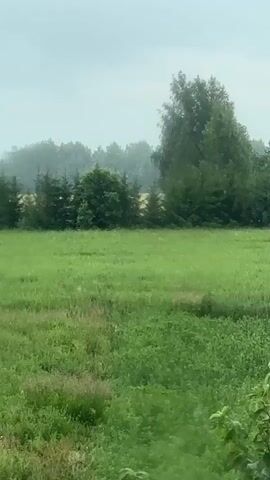 The video shows a green field with trees in the background. The sky is overcast, and it appears to be raining lightly, as evidenced by the small white specks falling throughout the frame, which are likely raindrops. The field is covered in lush green grass and some other vegetation. Several trees of varying sizes are scattered across the landscape, with a few taller trees on the right side of the frame. The scene is peaceful and serene, suggesting a quiet, rural setting. There is no visible text in the video. The time of day is unclear due to the overcast sky, but it appears to be daytime. The location is identified as Новый Кинер, Russia.