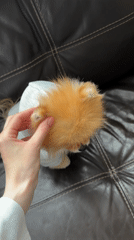 Khimki resident shares tender moments with dressed Pomeranian dog