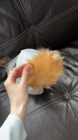 Khimki resident shares tender moments with dressed Pomeranian dog