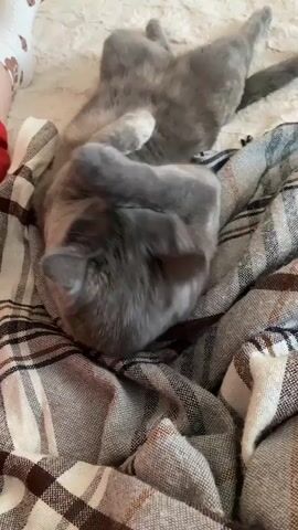 A gray cat lies on its back on a blanket, grooming its face with its paws. The cat's eyes are closed. A person's feet wearing socks are visible in the upper left corner of the frame.