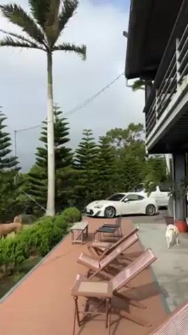 The video depicts a serene outdoor scene with a combination of natural and man-made elements. The sky is overcast, setting a somewhat subdued tone. Prominently featured are several pine trees and a tall palm tree, suggesting a location that combines temperate and tropical influences. A patch of green grass sits beneath the trees and a few boulders are scattered across the lawn. A brown pathway extends from the right side of the frame, leading past a row of folded wooden lounge chairs and small wooden tables. In the background, two white cars are parked, with the nearest one appearing to be a sports car. To the right, a building with a dark exterior and a metal balcony is visible. A small, light-colored dog wanders in the foreground, adding a touch of life to the otherwise still scene. The overall impression is one of a peaceful, well-maintained outdoor area, possibly a resort or private garden.