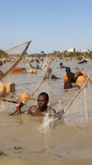 Traditional net fishing observed in waters near Argungu, Nigeria