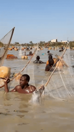 Traditional net fishing observed in waters near Argungu, Nigeria