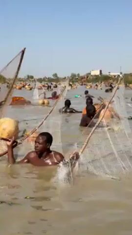 A multitude of dark-skinned people are seen chest-deep in a murky, tan-colored body of water under a light-blue sky. They are all holding large, triangular fishing nets, with wooden handles, submerged in the water. Some individuals are partially submerged, with only their heads and shoulders visible. There are several floating objects in the water, including orange buoys, and yellow containers. The background shows a distant shoreline with indistinct buildings. The focus is primarily on the people and their fishing activities.