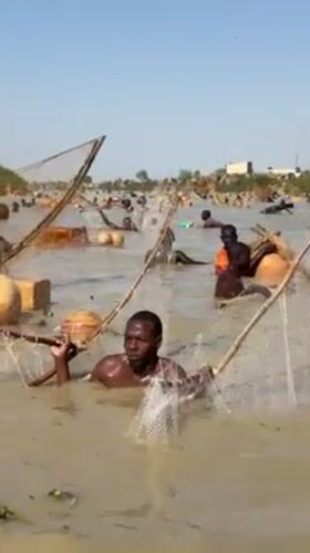 Traditional net fishing observed in waters near Argungu, Nigeria