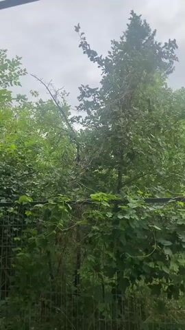 The video shows a medium shot of an outdoor scene dominated by lush green foliage and trees under an overcast sky. A black metal fence runs horizontally across the lower portion of the frame, partially obscured by thick, leafy vines that drape over and climb on it. In the background, a tall tree with a slender trunk stands prominently, its branches extending upwards and covered in leaves. The overall impression is one of untamed, overgrown nature, with the fence serving as a barrier within the verdant landscape.