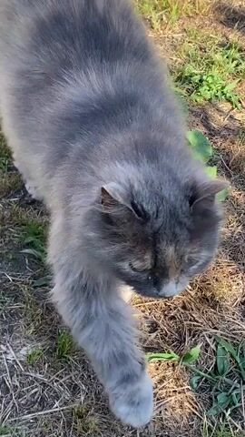 This is a close-up, eye-level video of a medium-haired, gray and white cat standing on dry, patchy grass in what appears to be an outdoor setting. The cat's fur is fluffy, and it has yellow-green eyes. The cat is looking downwards, towards the ground, and appears to be sniffing or investigating something. The lighting suggests it is daytime, possibly late afternoon or early evening given the warmth of the light. The scene is set in Kushchovskaya, Russia, indicated by the provided location context. The overall mood is calm and observational, focusing on the cat's natural behavior in its environment. There is no visible text in the video.