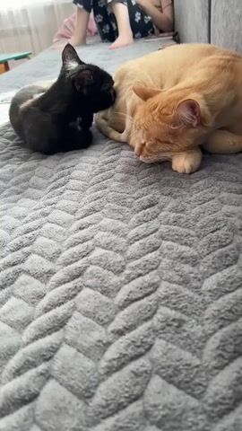 A domestic short-haired ginger cat is lying on a grey textured blanket. A black domestic short-haired kitten is curled up next to the ginger cat, nuzzling its face against the larger cat's head. In the background, a person's legs and feet are visible, sitting on a sofa covered with a light-colored throw. The environment appears to be an indoor living space with natural light coming from a window on the left. The scene is static, showing a moment of quiet interaction between the two cats.