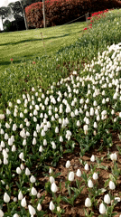 Spring tulip blooms documented in Sarıyer municipal park