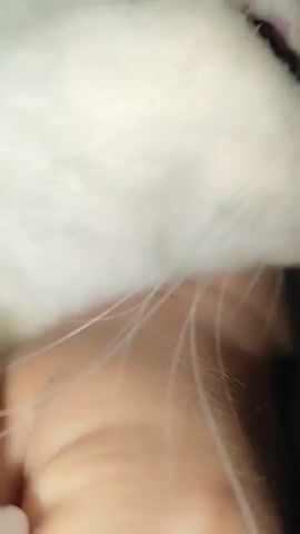 A person is holding a white cat. The cat has gold eyes and a pink nose. The cat is partially obscured by a white cloth at the beginning of the video. The person's arm is visible. The background appears to be a bed.