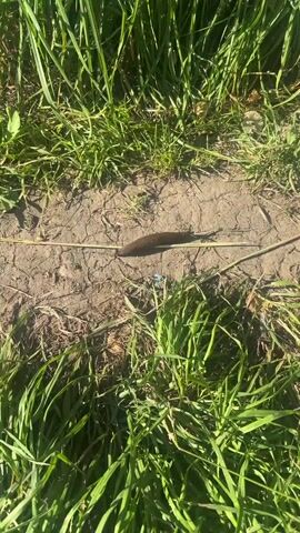 A slug is slowly crawling across dry, cracked earth. It is surrounded by green grass. A thin twig or stem lies horizontally across the ground, directly in front of the slug.