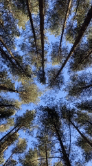 Upward through pine canopy, Votkinsk forest, clear summer sky