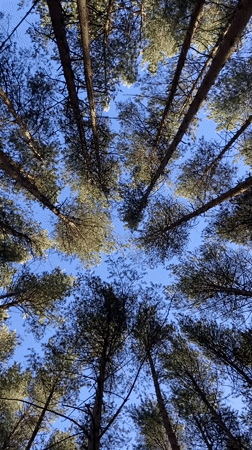 Upward through pine canopy, Votkinsk forest, clear summer sky