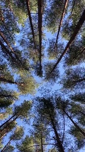 Upward through pine canopy, Votkinsk forest, clear summer sky