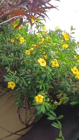The video shows a close-up view of a vine with yellow flowers and green leaves, against a background of a wall and a wooden fence. The vine appears to be growing over a wall and a fence. In the upper left corner, there are some dark red leaves from another plant. The sky is visible in the background, which appears to be overcast.