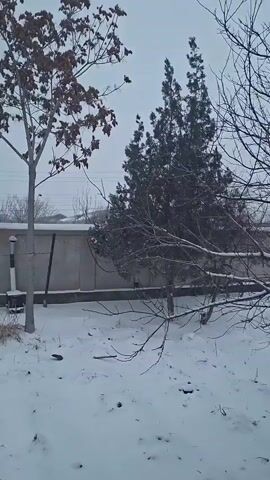 The video shows a snowy landscape with several trees and a concrete wall. The ground is covered in a layer of white snow, and there are scattered twigs and debris on the surface. A tree with brown leaves stands to the left of the frame. A tall, narrow evergreen tree stands in the center. To the right of the evergreen, a bare tree with delicate branches reaches into the frame. In the background, a concrete wall stretches across the width of the view, separating the yard from what appears to be another property. A chimney and a small white bench or structure are visible next to the wall. Power lines stretch across the horizon in the background. The sky is overcast and gray, suggesting a cold, wintery day.