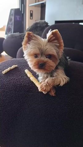 A very young Yorkshire Terrier puppy, with tan and grey fur, sits on a dark purple cushion. The puppy is facing the camera with a curious expression. It has its front paws crossed and is holding a long, twisted, yellow chew toy in its right paw. Another similar, but shorter, chew toy lies to the left of the puppy.

The background is out of focus but appears to be an indoor living space. There are dark brown, rounded furniture pieces and a large speaker on the left side of the frame. A blurry, grey furry object is visible behind the puppy, possibly another pet. The lighting suggests it is daytime. The puppy's alert and focused gaze suggests it is engaged with the toys or the person taking the photo. There is no visible text in the image. The location context is Glifada, Greece.