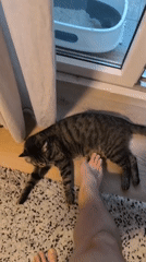Tabby cat at home in Karlsruhe, doing tabby cat things
