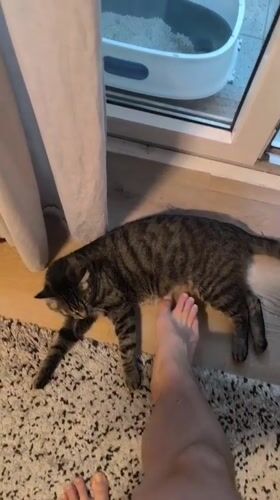 Tabby cat at home in Karlsruhe, doing tabby cat things