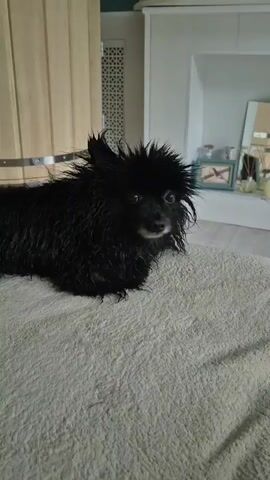 A black Pomeranian dog is lying on a light-colored, textured surface, possibly a bed or couch. The dog's fur appears damp and slightly matted, giving it a somewhat spiky appearance. The dog is looking to the right of the frame with its head slightly raised. In the background, there is a wooden cabinet or closet on the left, a white piece of furniture with a patterned vent on the back wall, and to the right, a shelf with decorative items and a mirror. The lighting suggests an indoor environment.