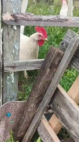 The video shows a white chicken with a red comb and wattle standing behind a wooden fence. The chicken is looking to the right. The fence is made of weathered, graying wood. In the background, there is green grass and more chickens. The overall scene appears to be outdoors in a rural setting.