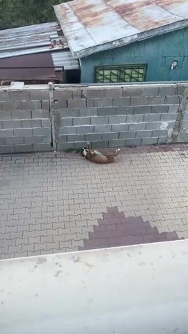 A brown boxer dog lies on its back on a paved surface in front of a gray concrete block wall. The dog's legs are splayed out, and its tail is curled. The dog appears relaxed and possibly playful. The setting is outdoors, with a hint of greenery peeking out from between the wall and the pavement. The lighting suggests it is daytime. The paved area is made of interlocking rectangular pavers with a pattern of lighter and darker shades. The concrete wall is constructed from large, horizontally laid blocks. The scene is in Krainitsi, Bulgaria.