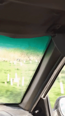 Car passes white-painted orchard in Uzbekistan countryside